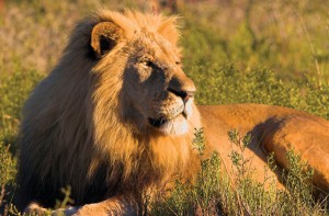 Authenic South Africa - Cape Town & Greater Kruger Park lion