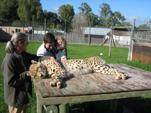 Cheetah Outreach cheetah petting