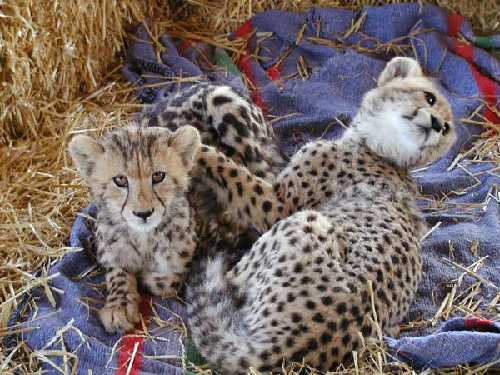 Cheetah Outreach two cheetahs