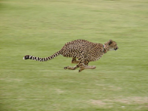 Cheetah Outreach running cheetah