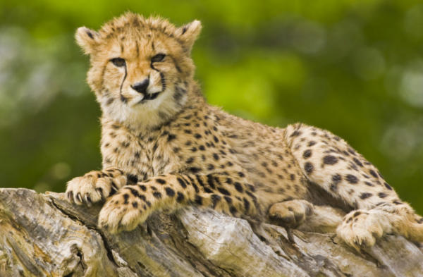 Safari in Style cheetah-smirking