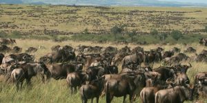 Kenya Safaris | Luxury Safari Vacations | Great Safaris