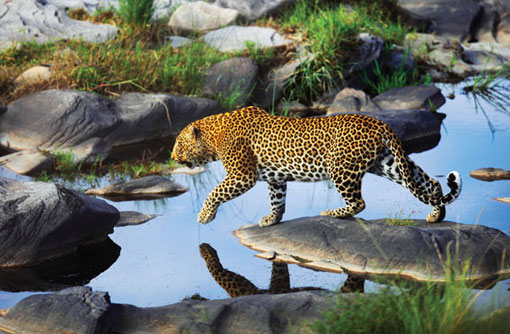 Great Safaris Enriching Life Experiences Leopard crossing a river