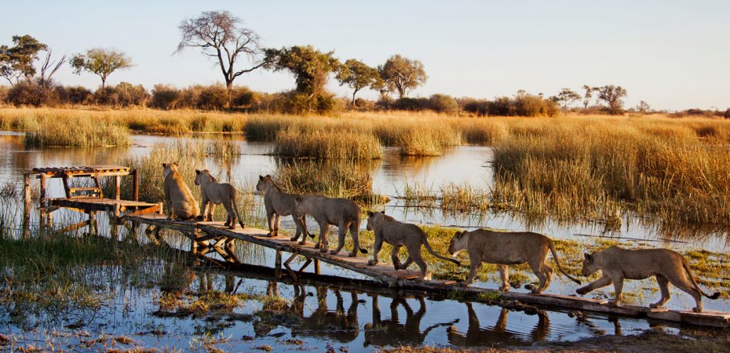 Royal Botswana Safari with Victoria Falls lion pride