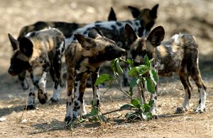Cape Town and Greater Kruger Park wild dogs