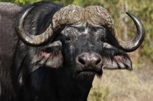 Great Souther Safari Buffalo up close in the Kruger