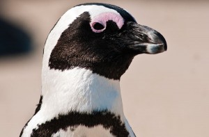Cape Town, Winelands, North & South Kruger penguin close-up