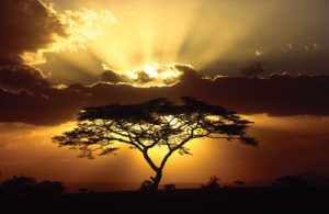 Acasia Tree at Sunset