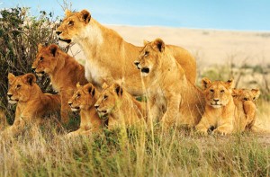 Lion in the Kruger Park Sabi