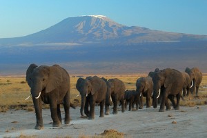 Kenya Flying Safari elephants in Amboseli