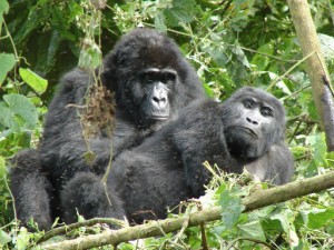 Uganda Wildlife, Gorilla & Chimpanzee Adventure gorillas in Bwindi