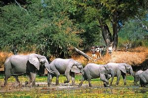 The Great Southern Safari elephant at a waterhole
