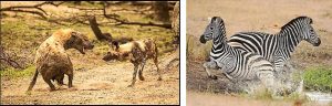 The Great Southern Safari hyena wild dog zebra