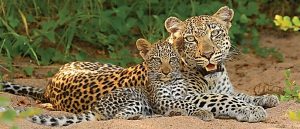 The Great Southern Safari leopard with cub
