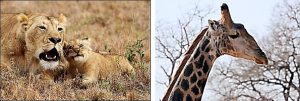 The Great Southern Safari lioness with cub / giraffe