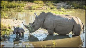 The Great Southern Safari rhino with young