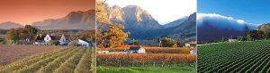 The Great Southern Safari Cape Winelands