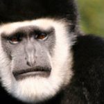 Uganda Explore with Gorilla Trekking black and white colobus monkey