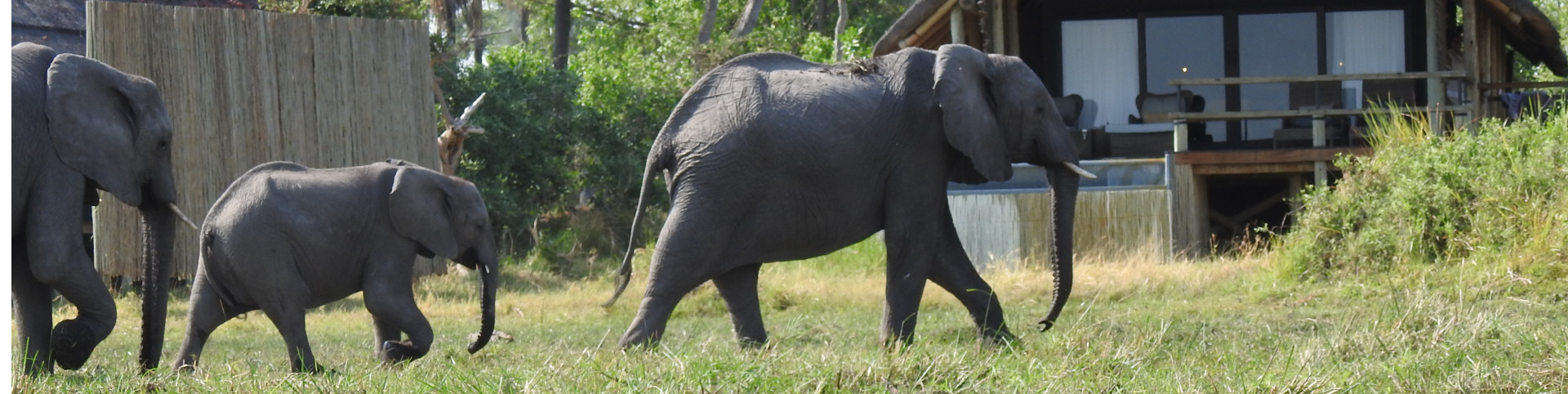 Elephant_3018_Botswana_1920x482