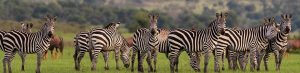 Rwanda Primate & Wildlife Adventure Akagera National Park