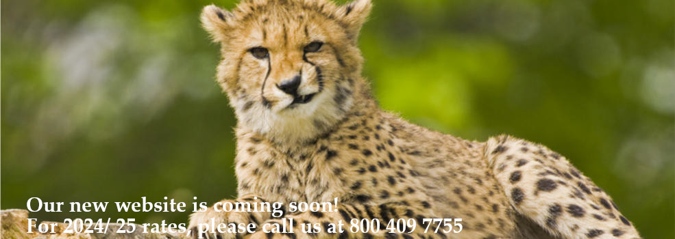 cheetah-smirking-985x350nws